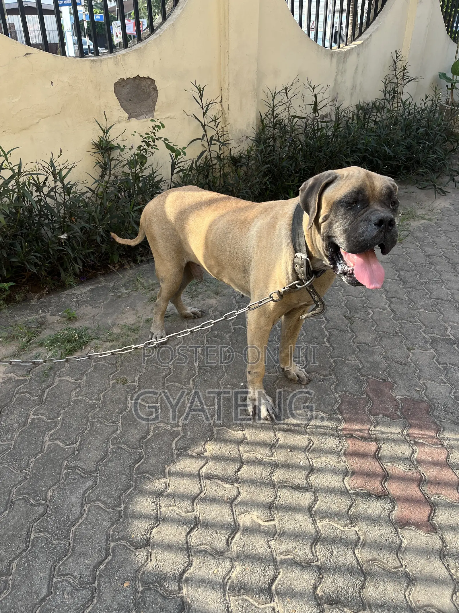 1+ year Male Purebred Mastiff
