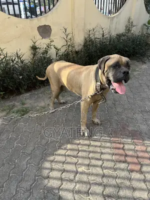 1+ year Male Purebred Mastiff