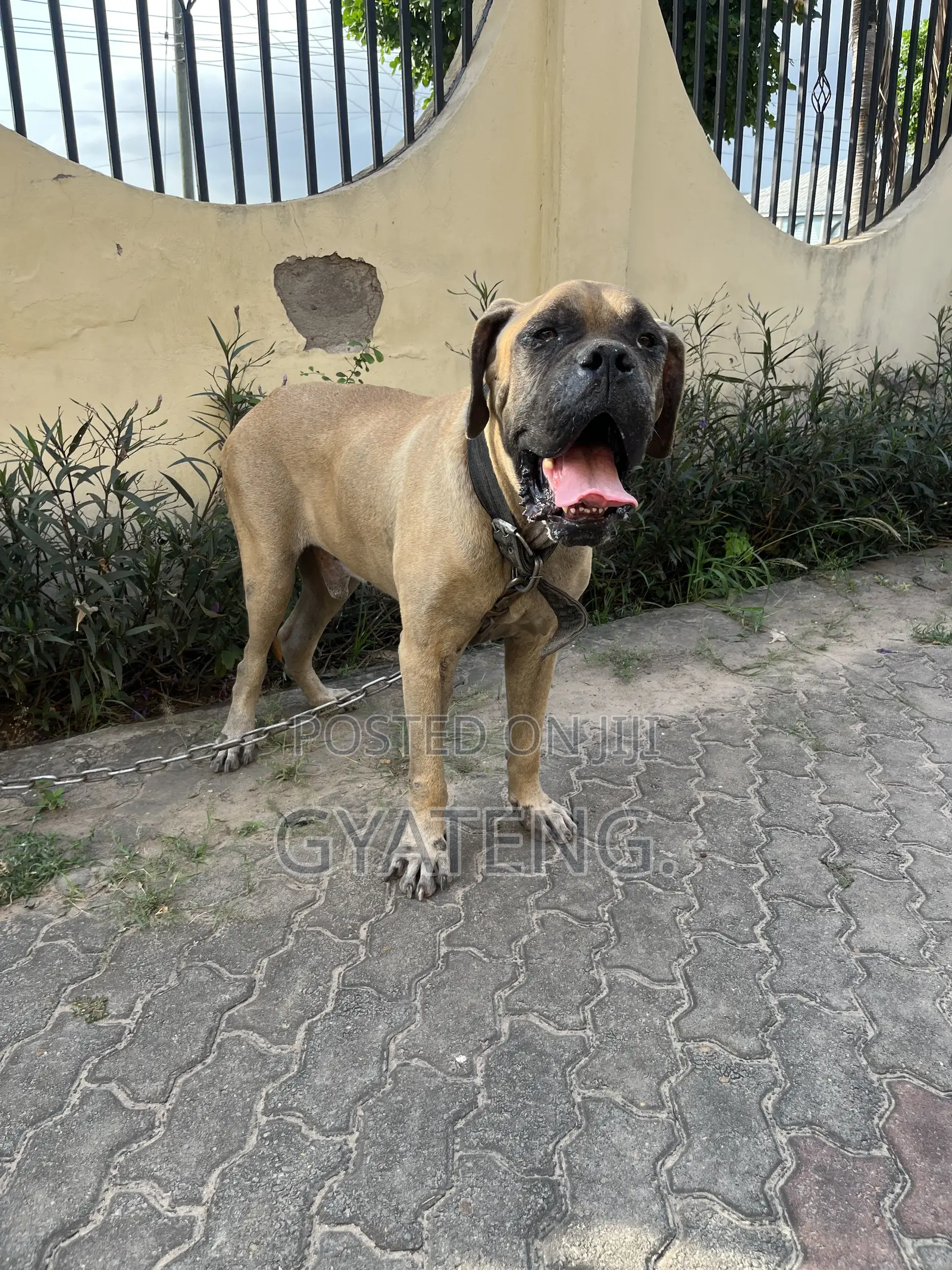 1+ year Male Purebred Mastiff
