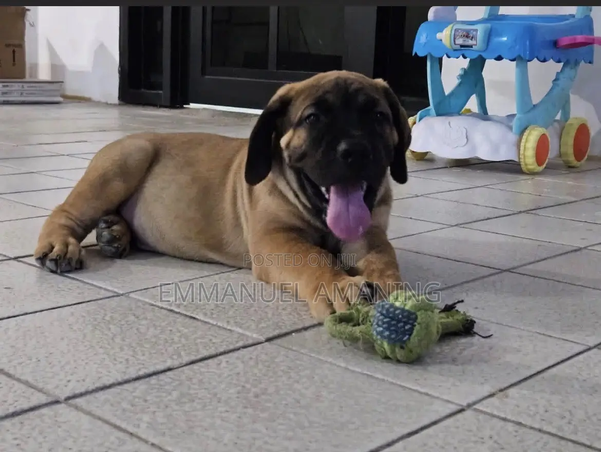 1-3 months Male Purebred Boerboel