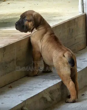 1-3 months Male Purebred Boerboel