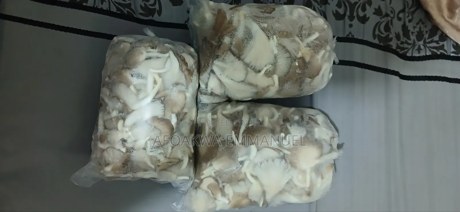 Oyesterday Mushroom