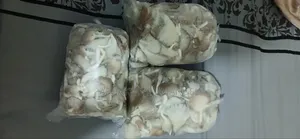 Oyesterday Mushroom