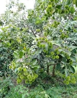 Ranbutan Seedlings