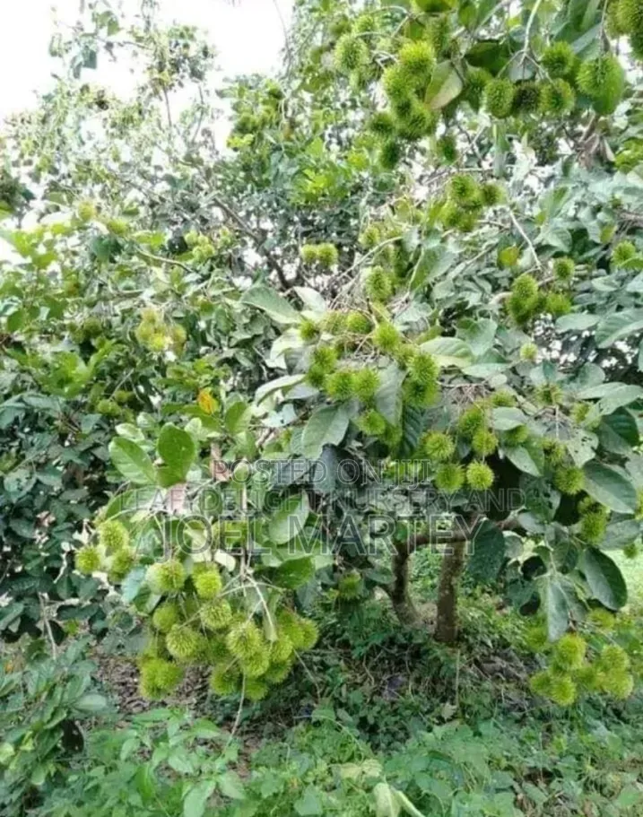 Ranbutan Seedlings