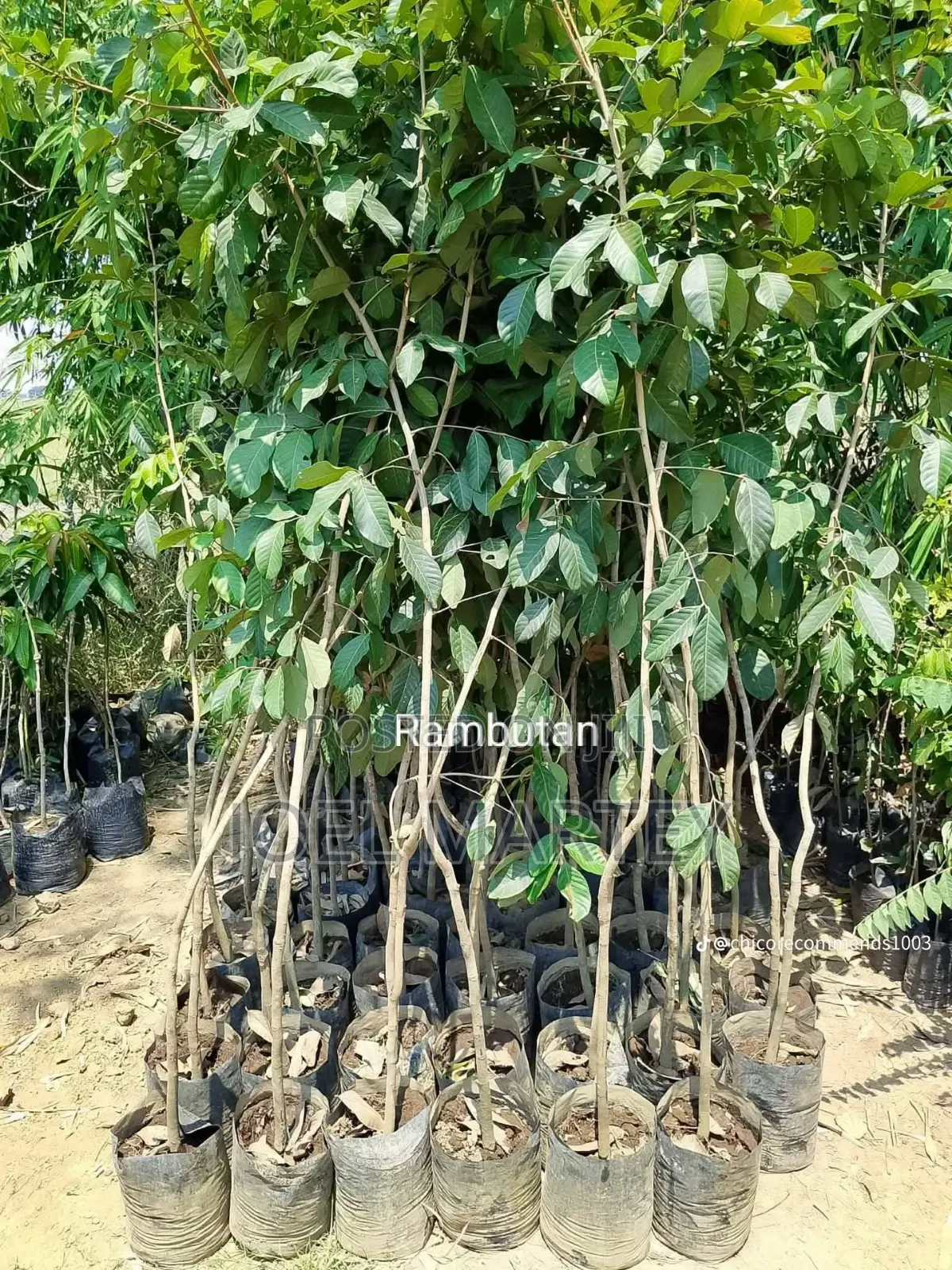 Ranbutan Seedlings