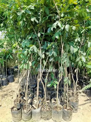 Ranbutan Seedlings