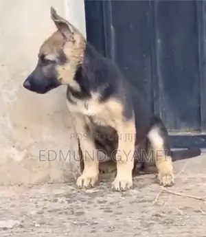 1-3 months Female Purebred German Shepherd