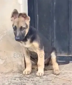 1-3 months Female Purebred German Shepherd