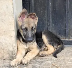 1-3 months Female Purebred German Shepherd