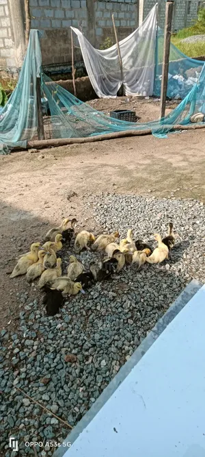 22 Healthy Muscovy Ducklings for Sale!