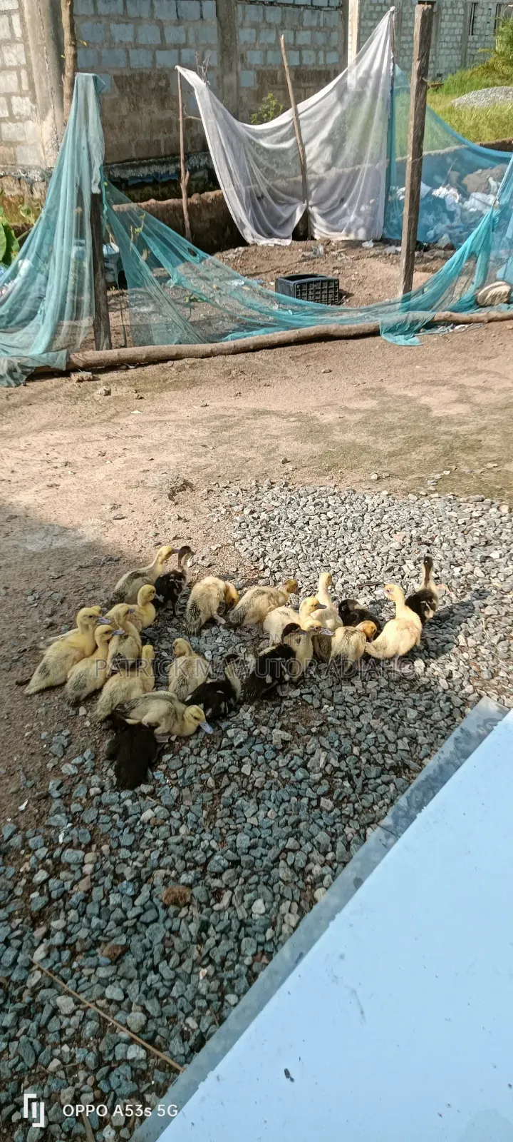 22 Healthy Muscovy Ducklings for Sale!