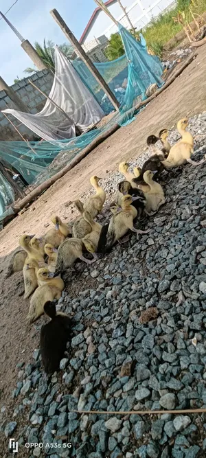 22 Healthy Muscovy Ducklings for Sale!