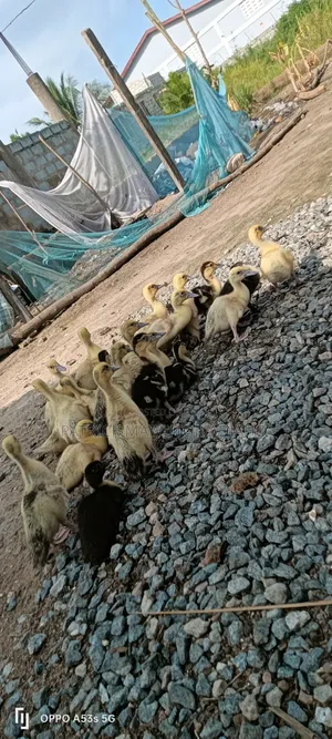 22 Healthy Muscovy Ducklings for Sale!