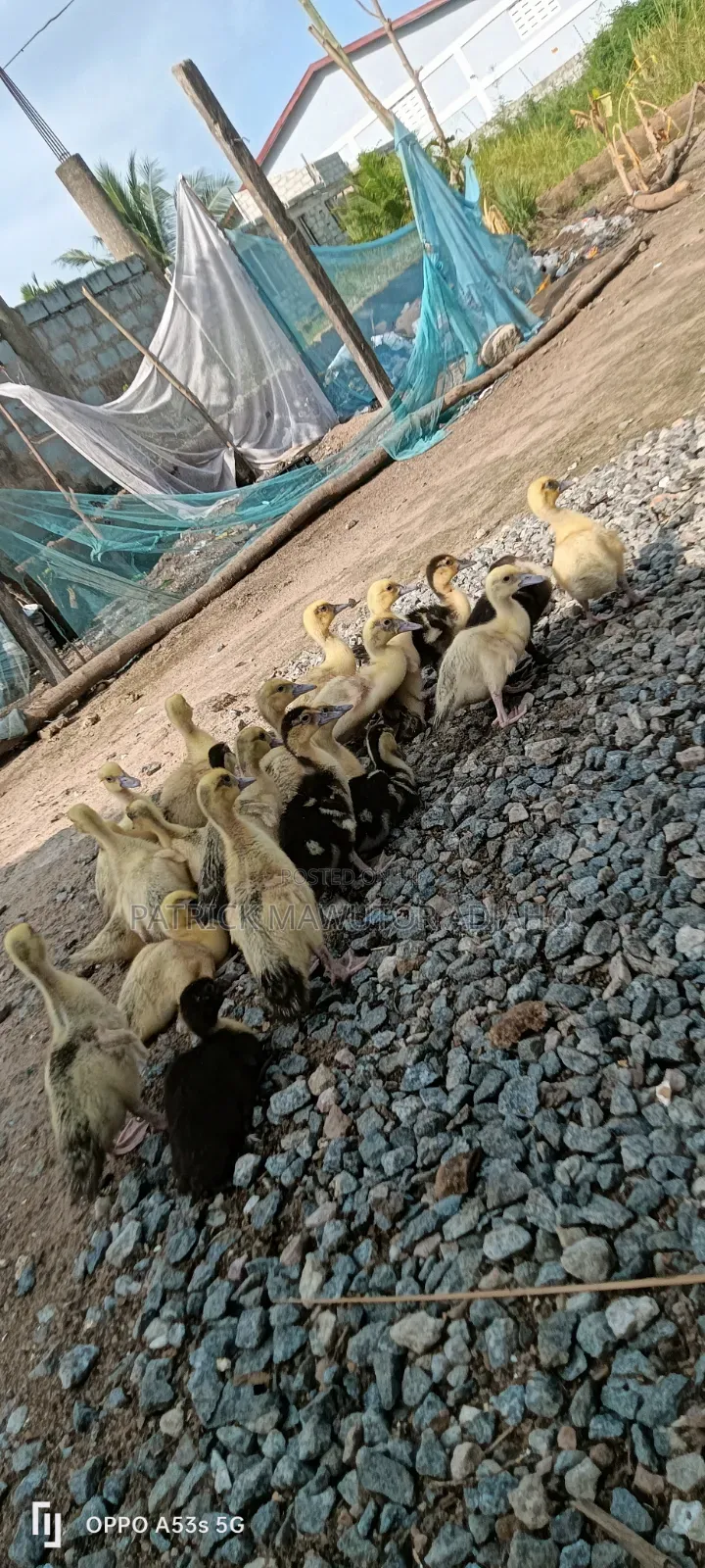 22 Healthy Muscovy Ducklings for Sale!