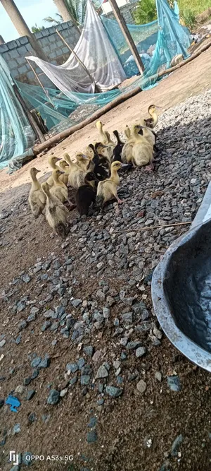 22 Healthy Muscovy Ducklings for Sale!