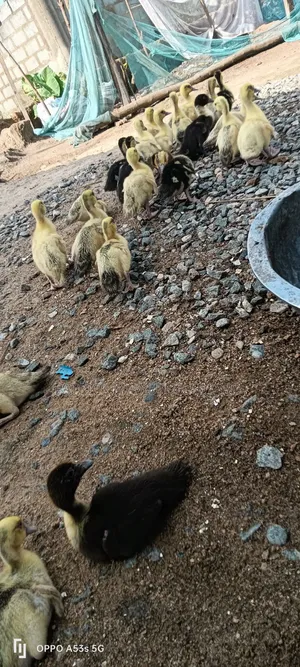 22 Healthy Muscovy Ducklings for Sale!