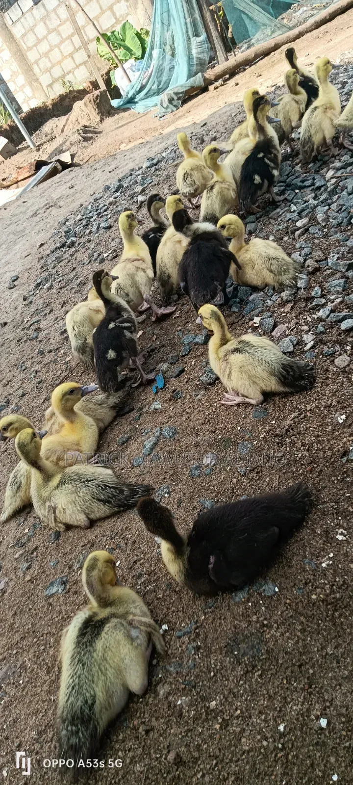 22 Healthy Muscovy Ducklings for Sale!