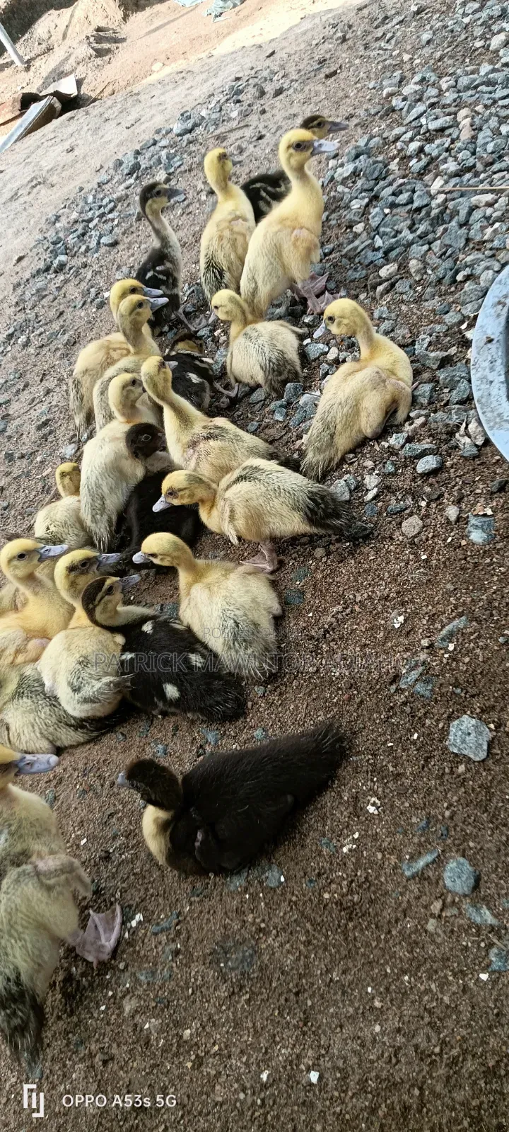 22 Healthy Muscovy Ducklings for Sale!
