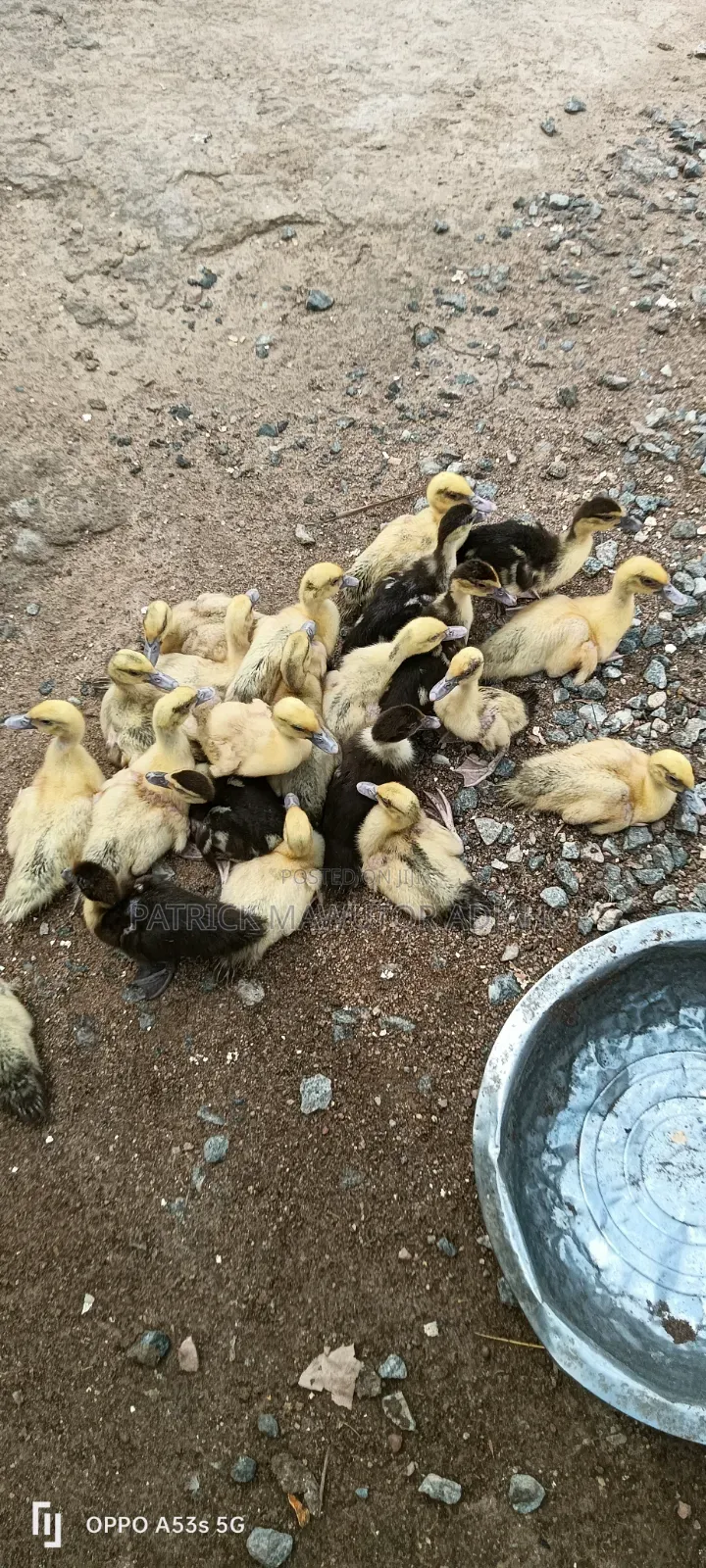 22 Healthy Muscovy Ducklings for Sale!