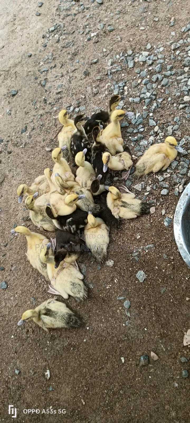 22 Healthy Muscovy Ducklings for Sale!