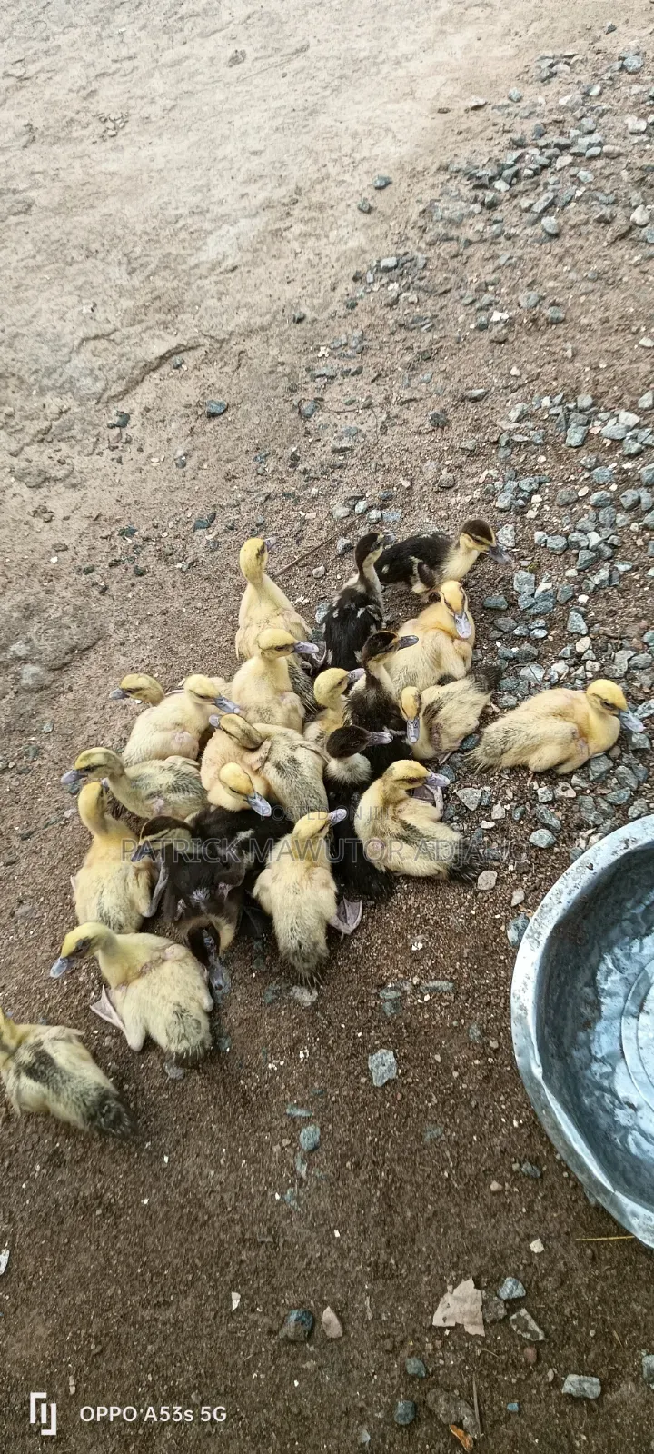 22 Healthy Muscovy Ducklings for Sale!