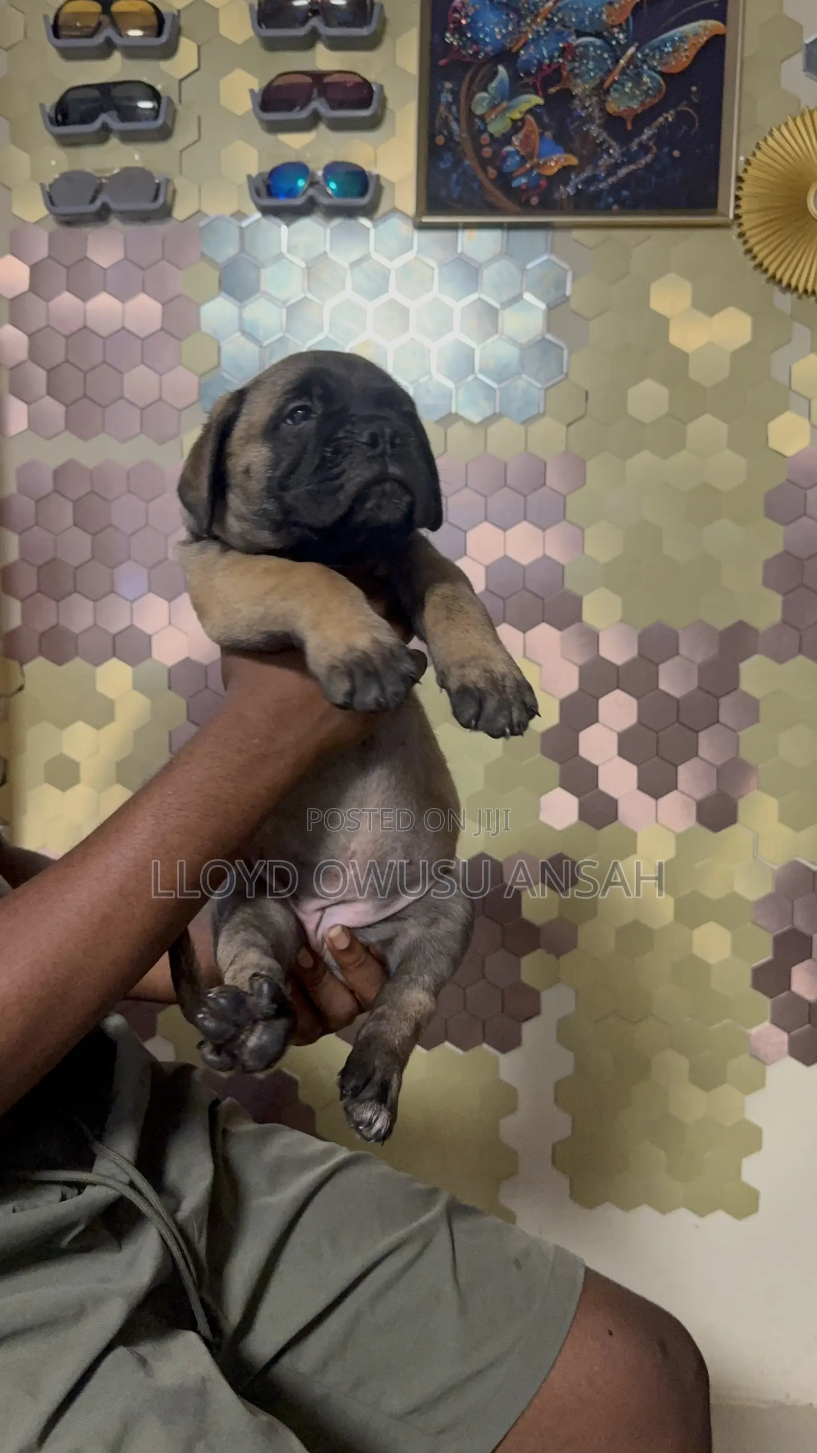 1-3 months Male Purebred Bullmastiff