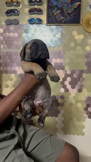 1-3 months Male Purebred Bullmastiff