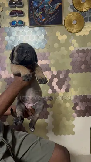 1-3 months Male Purebred Bullmastiff