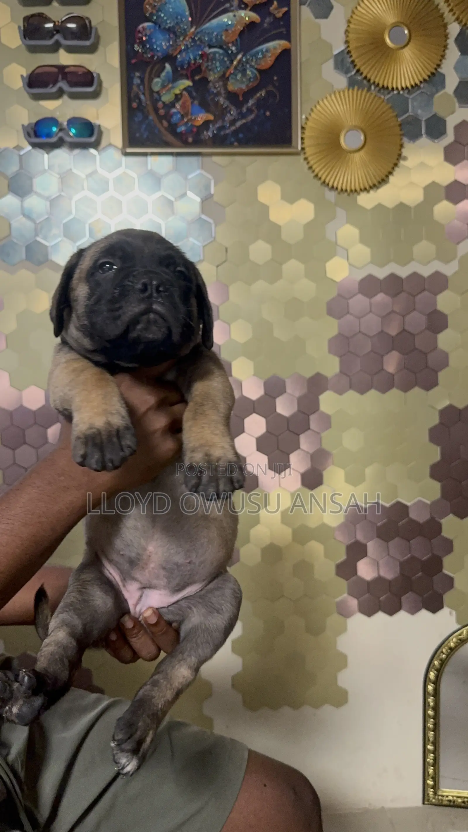 1-3 months Male Purebred Bullmastiff