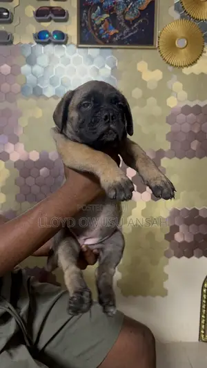 1-3 months Male Purebred Bullmastiff