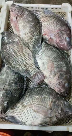 Tilapia Fresh Fish