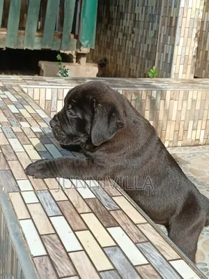 1-3 months Male Purebred Boerboel