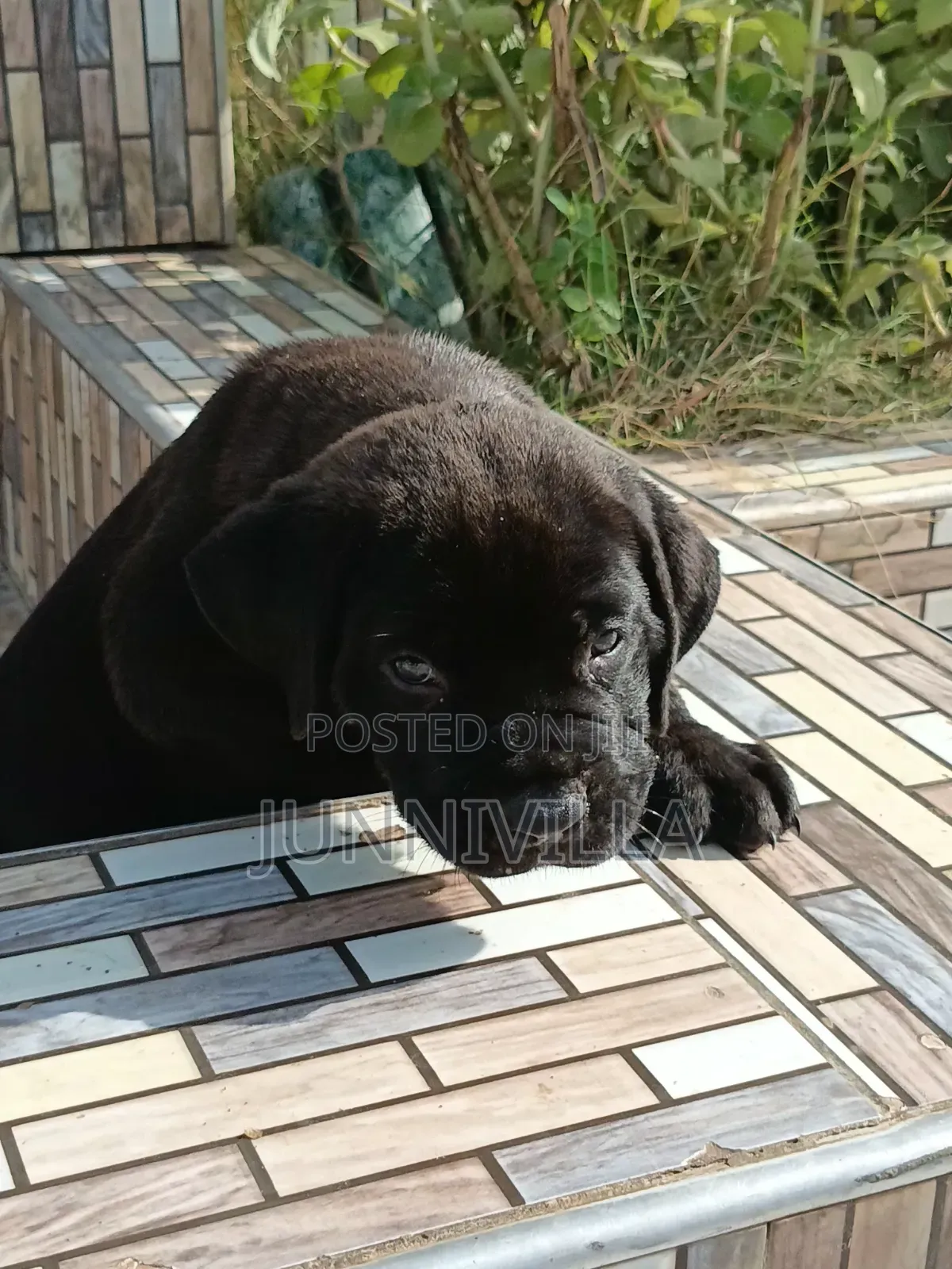 1-3 months Male Purebred Boerboel