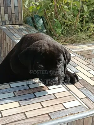 1-3 months Male Purebred Boerboel