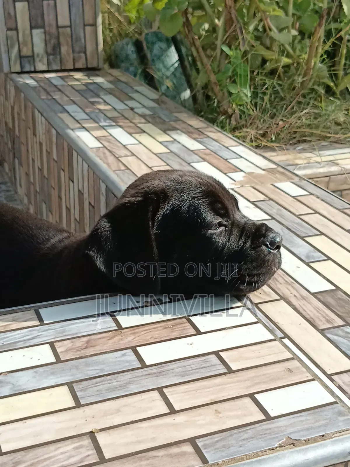 1-3 months Male Purebred Boerboel