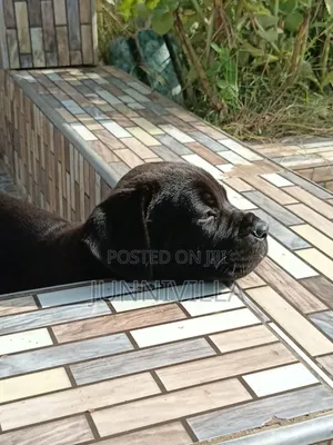 1-3 months Male Purebred Boerboel