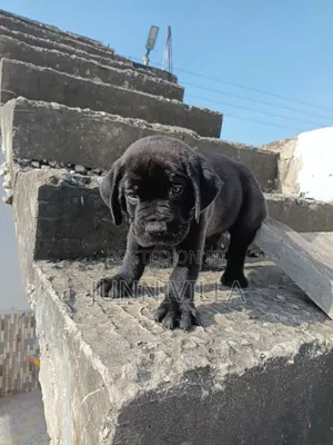 1-3 months Male Purebred Boerboel