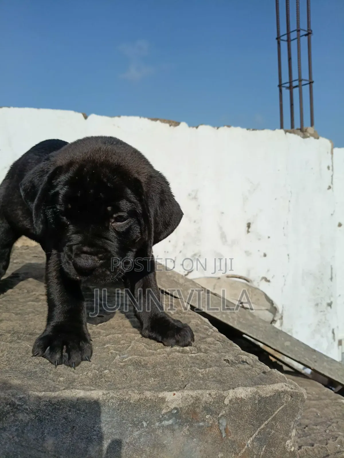 1-3 months Male Purebred Boerboel