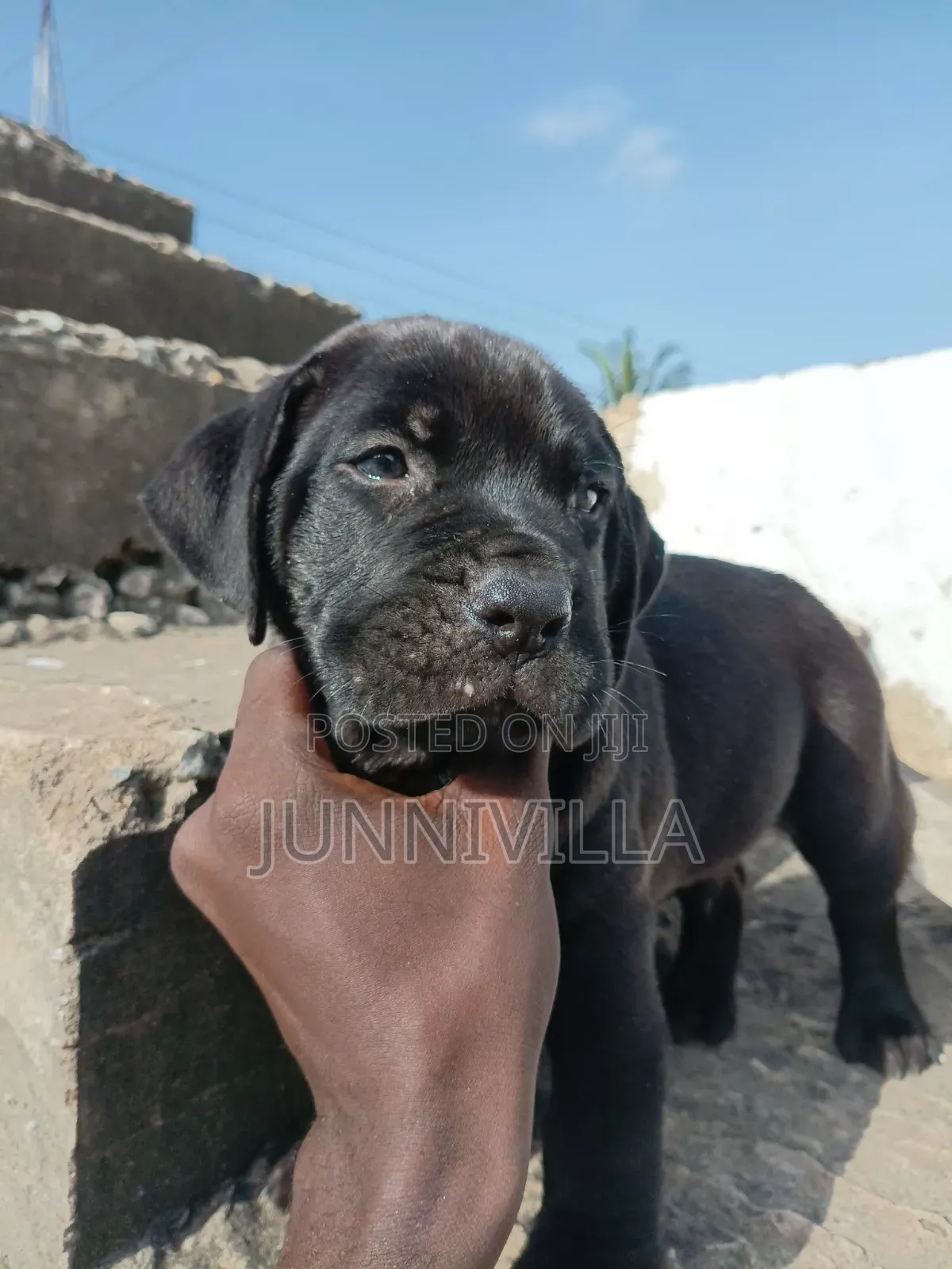 1-3 months Male Purebred Boerboel