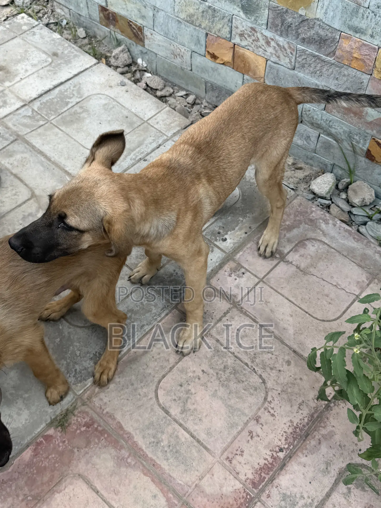 3-6 months Male Mixed Breed German Shepherd