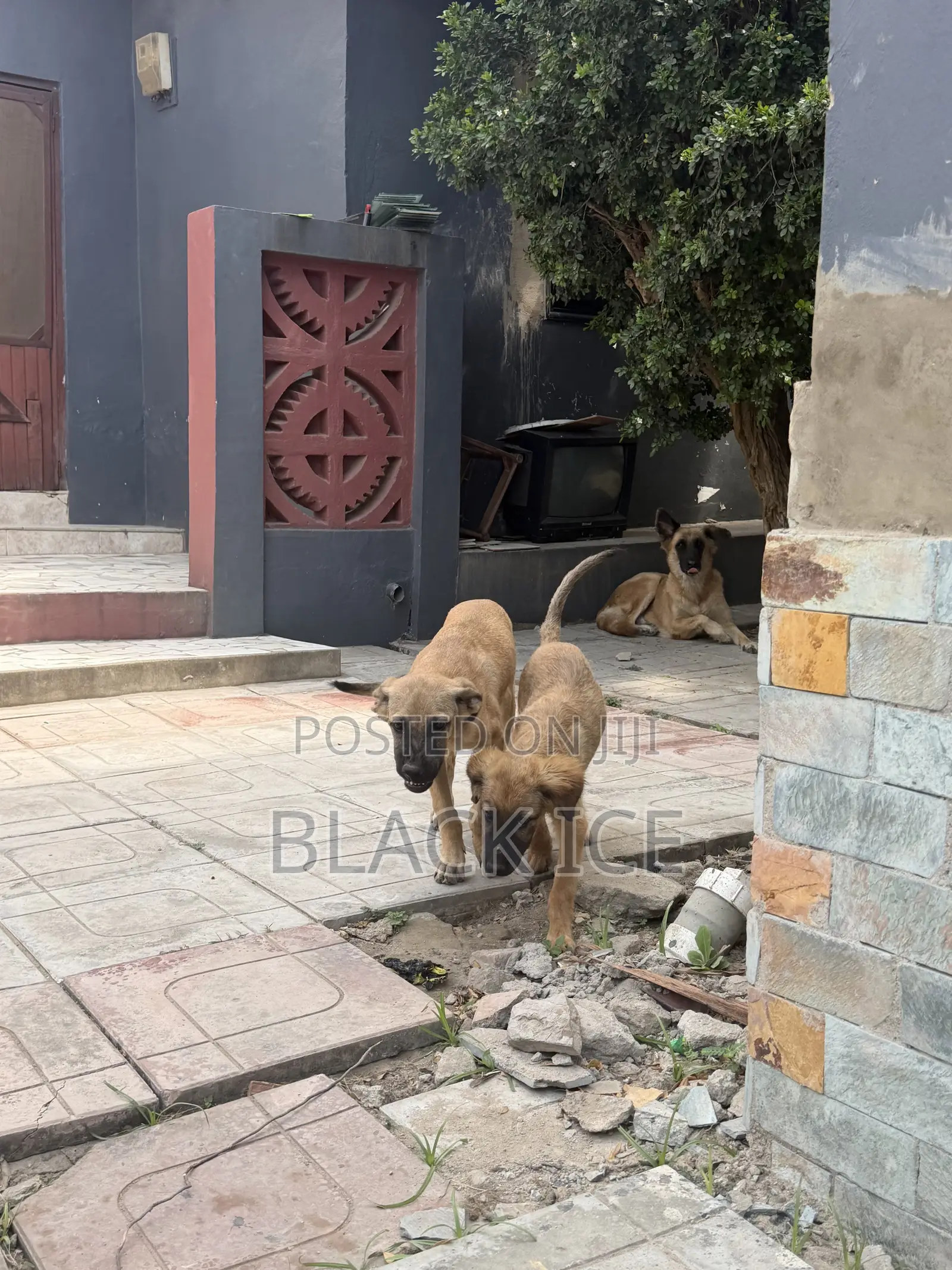 3-6 months Male Mixed Breed German Shepherd