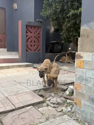 3-6 months Male Mixed Breed German Shepherd
