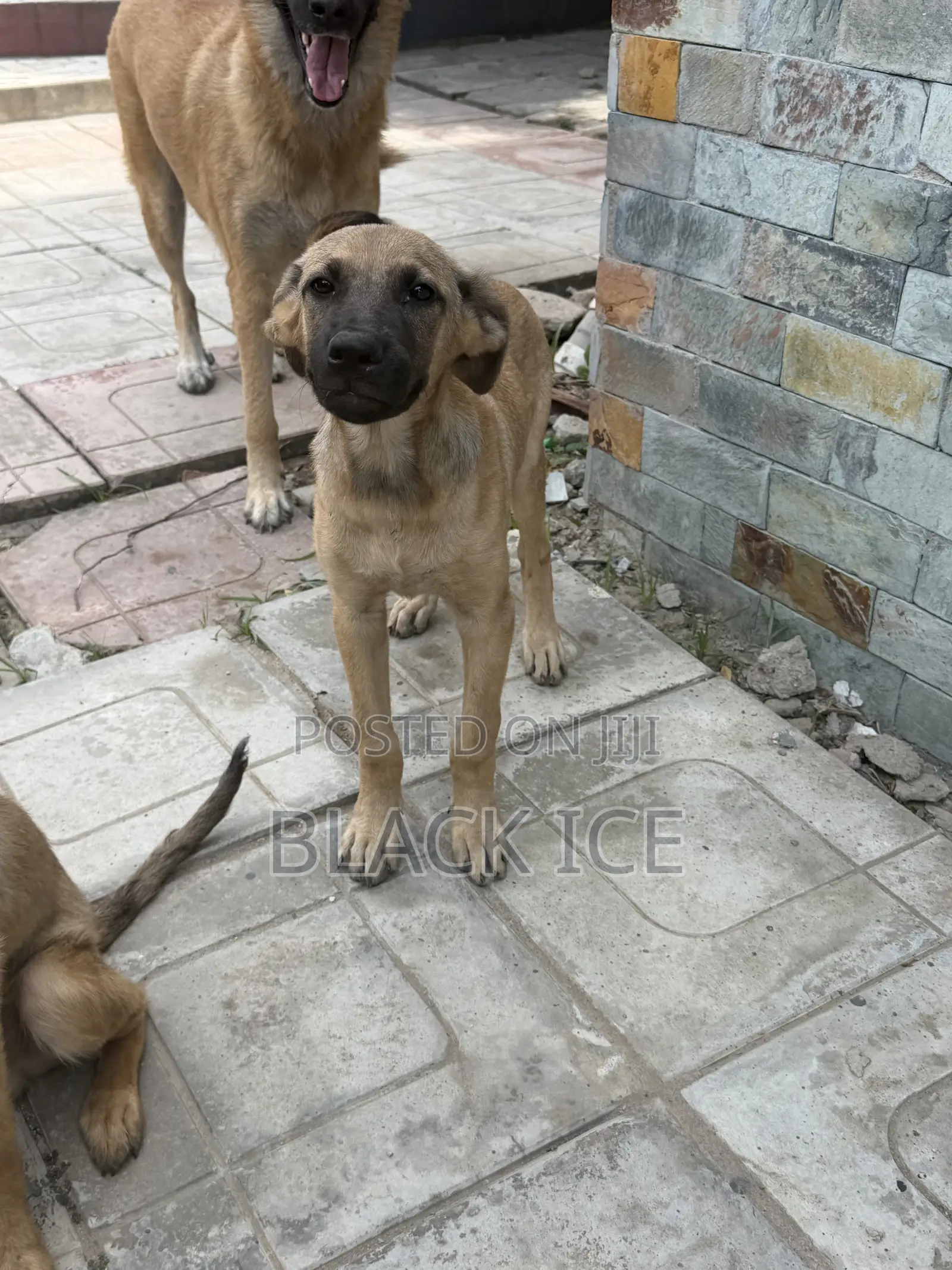 3-6 months Male Mixed Breed German Shepherd