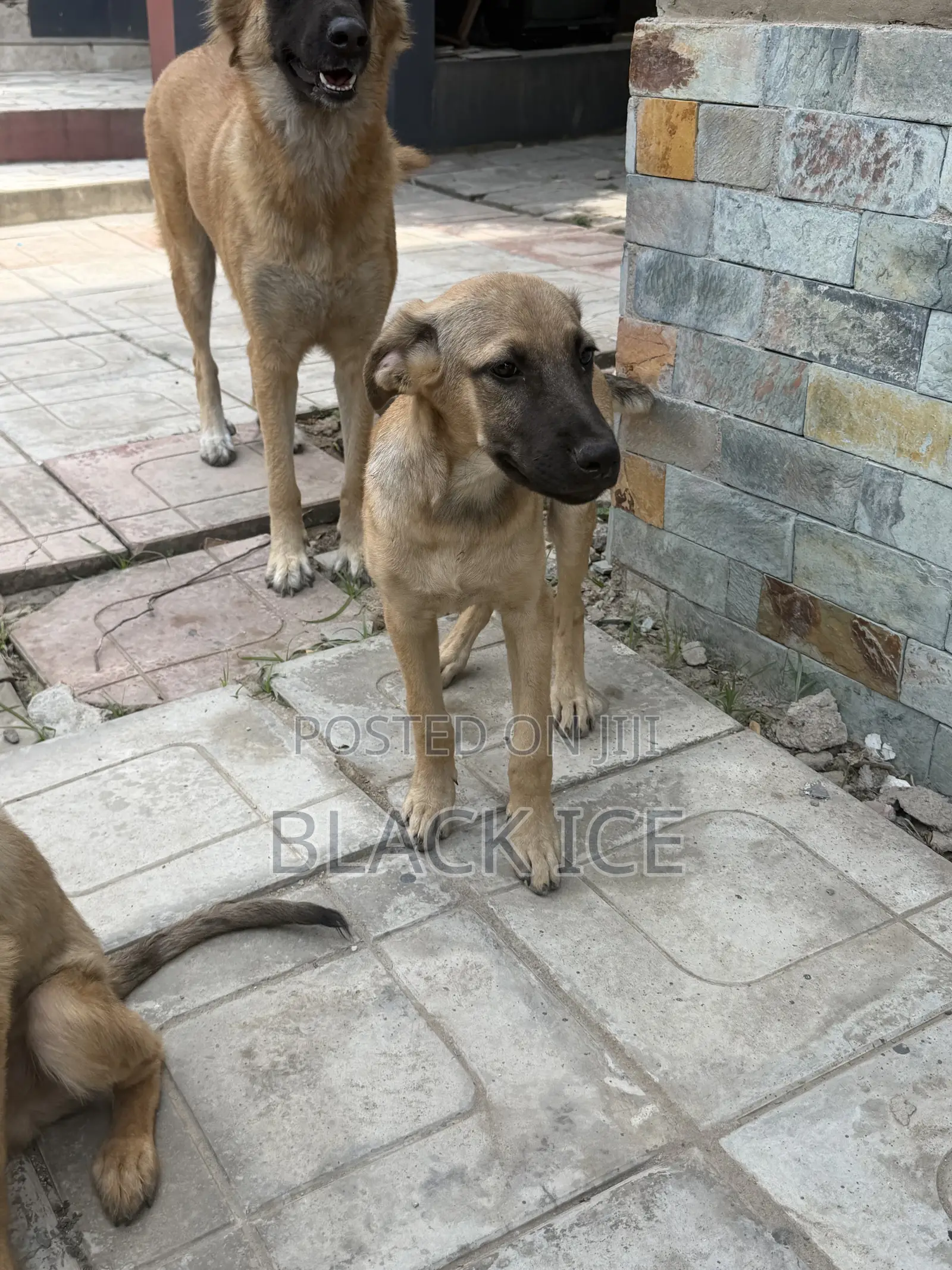 3-6 months Male Mixed Breed German Shepherd