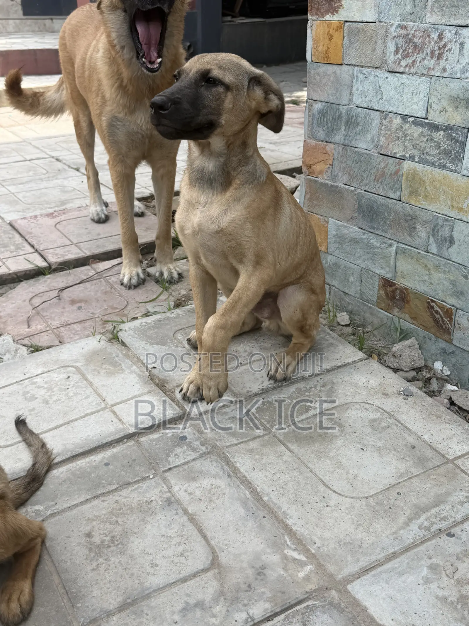 3-6 months Male Mixed Breed German Shepherd