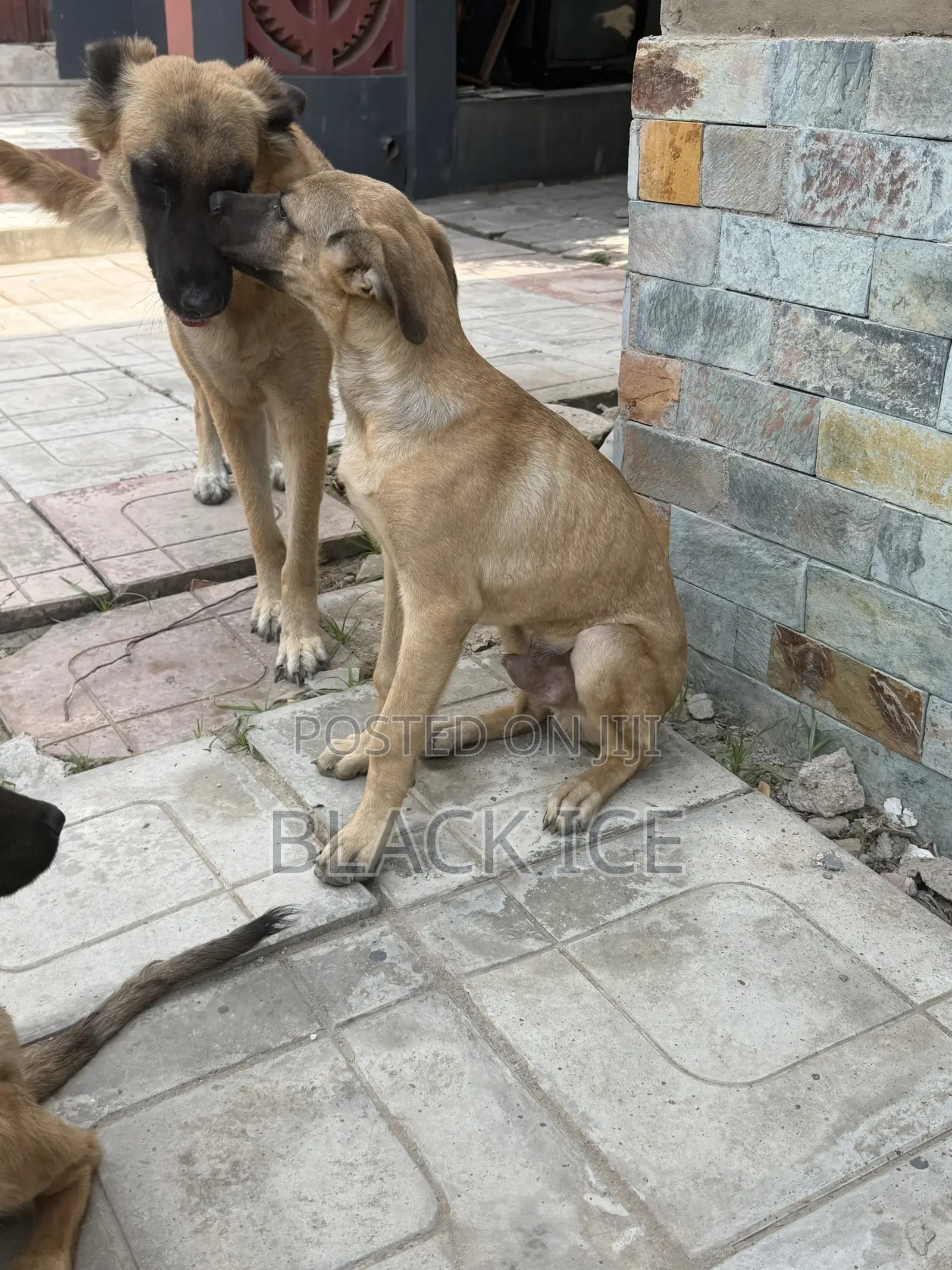 3-6 months Male Mixed Breed German Shepherd