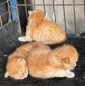 1-3 months Male Purebred Maine Coon