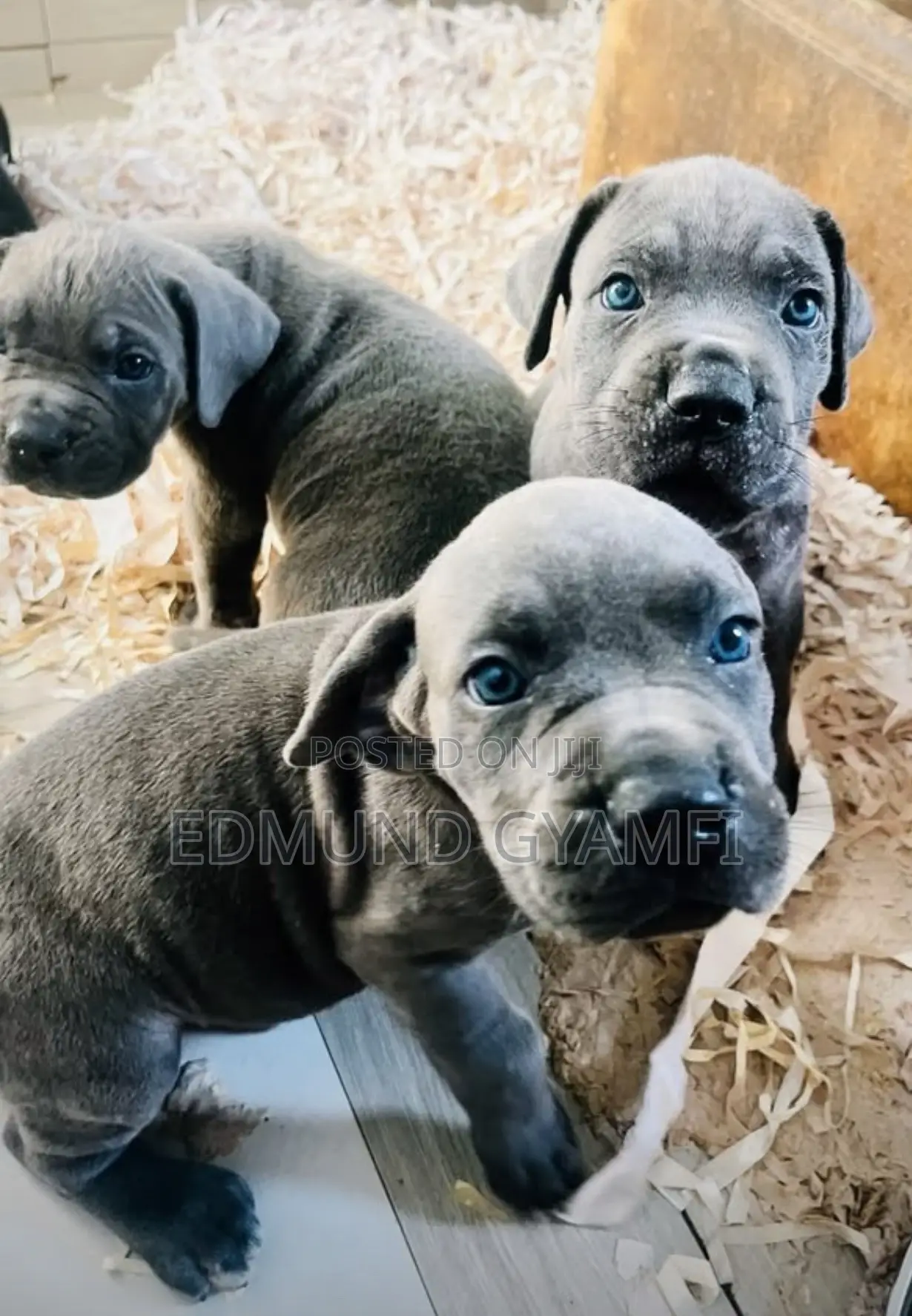 1-3 months Male Purebred Cane Corso