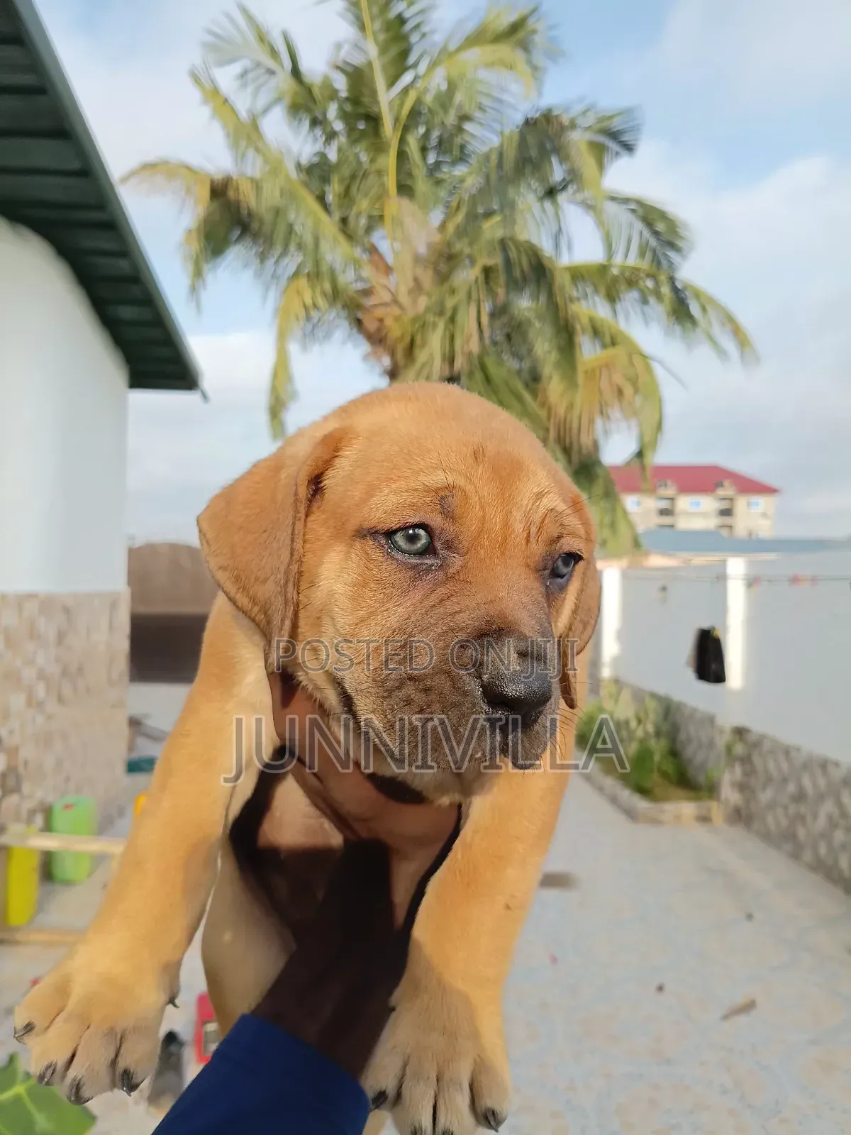 1-3 months Female Purebred Boerboel